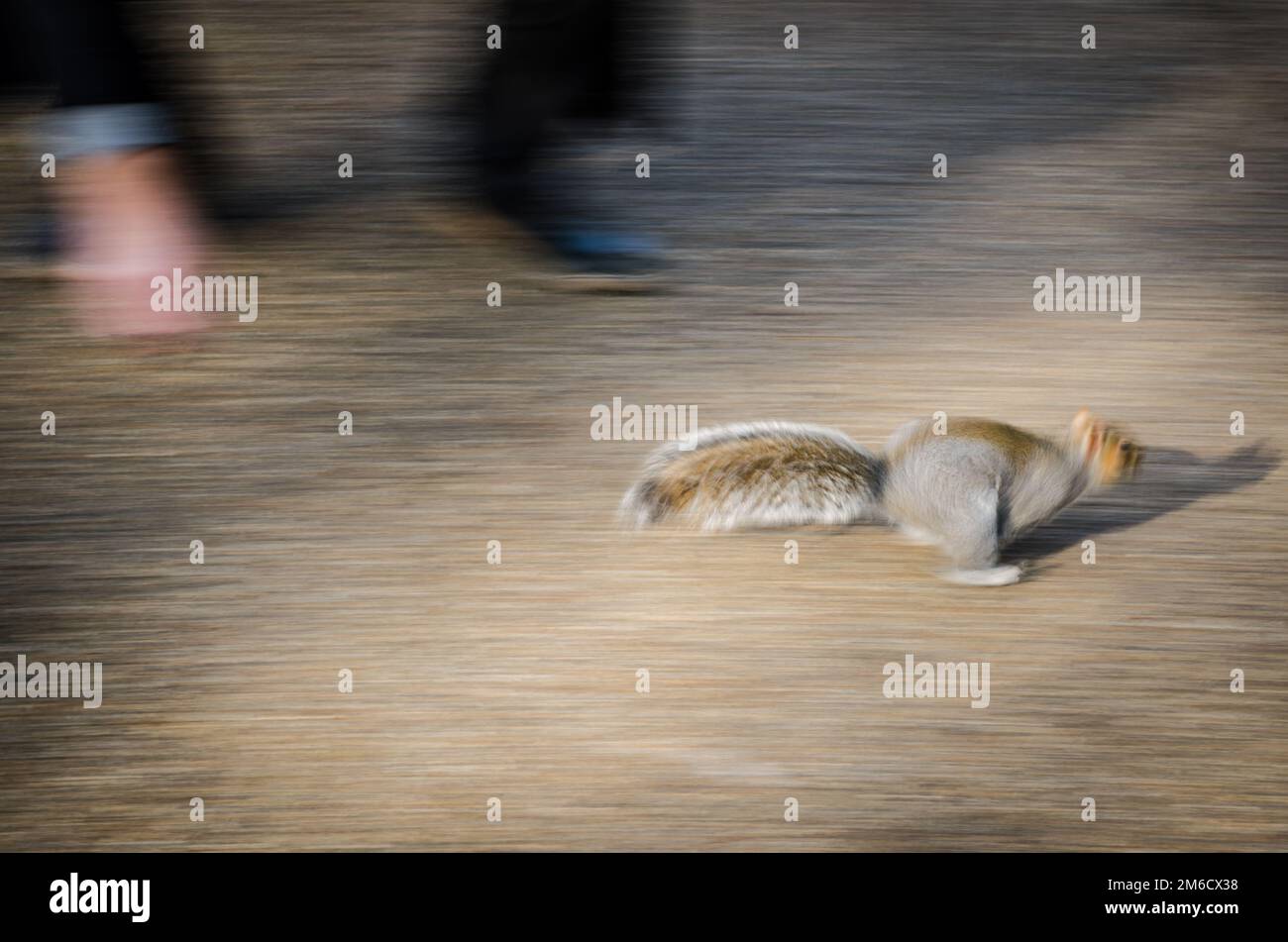 Eichhörnchen läuft weg, um sich von Menschen fernzuhalten. Stockfoto