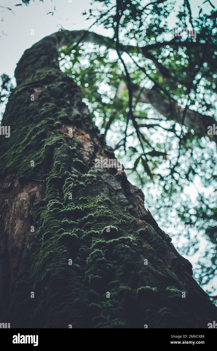 Gebogene Baumstamm mit Moos in einem Wald in der Nähe von Honolulu, USA Stockfoto