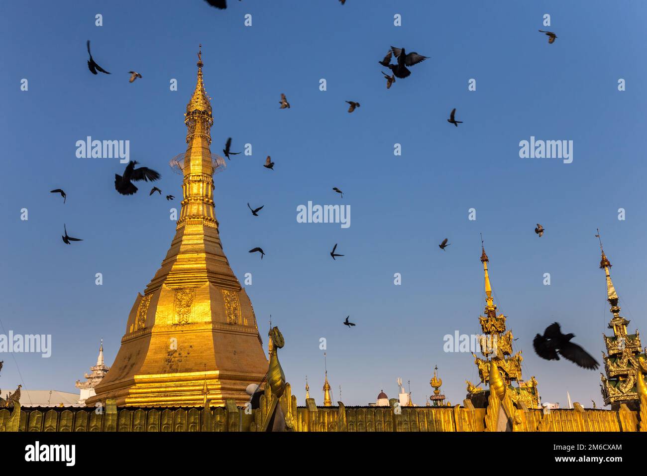 Vergoldete Kuppel einer buddhistischen Pagode. Erschreckte Taubenherde, die um ihn herumfliegen. Yangon, Myanmar Stockfoto