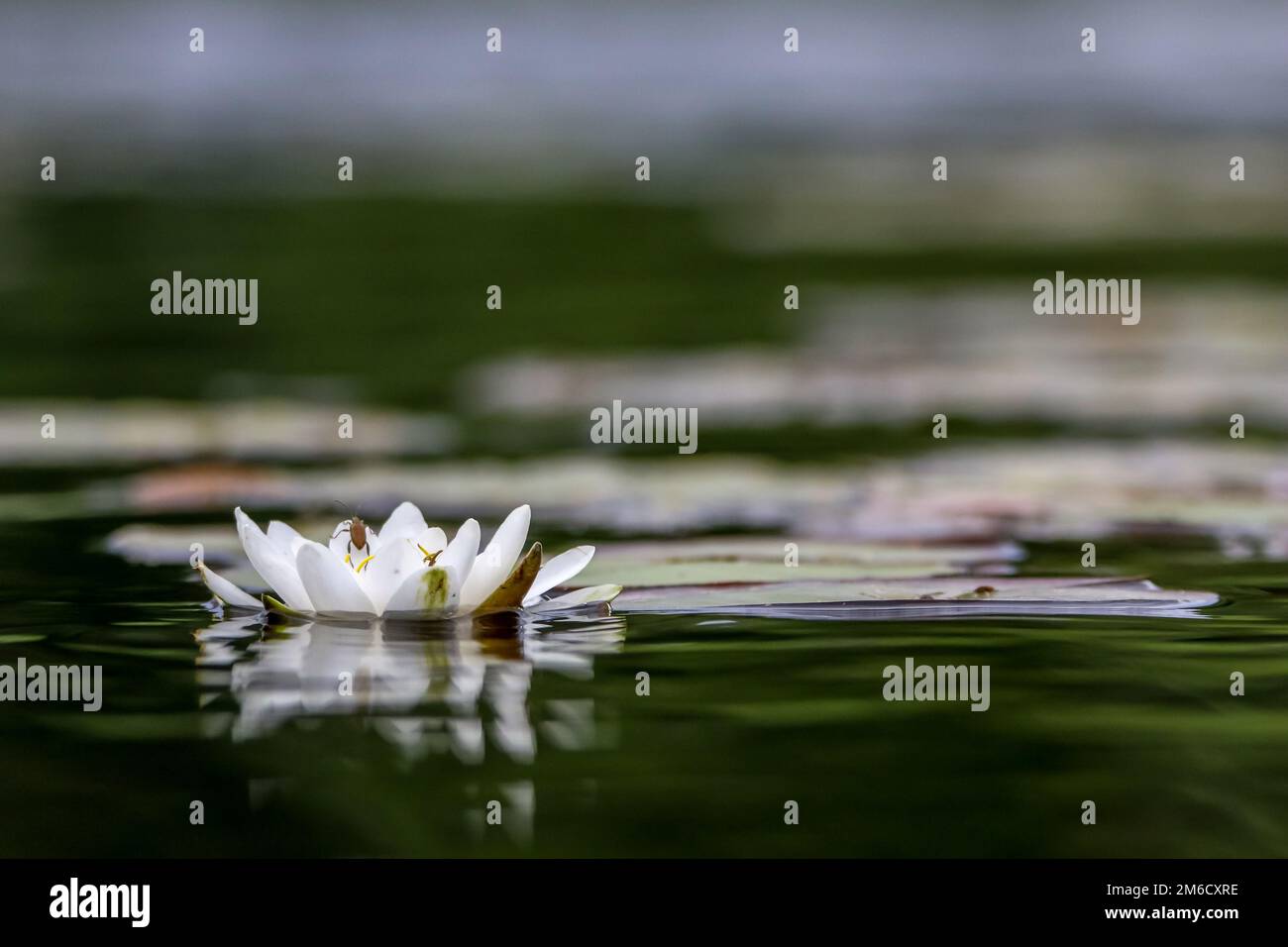 Weißwasserlilie im Wasser. Stockfoto