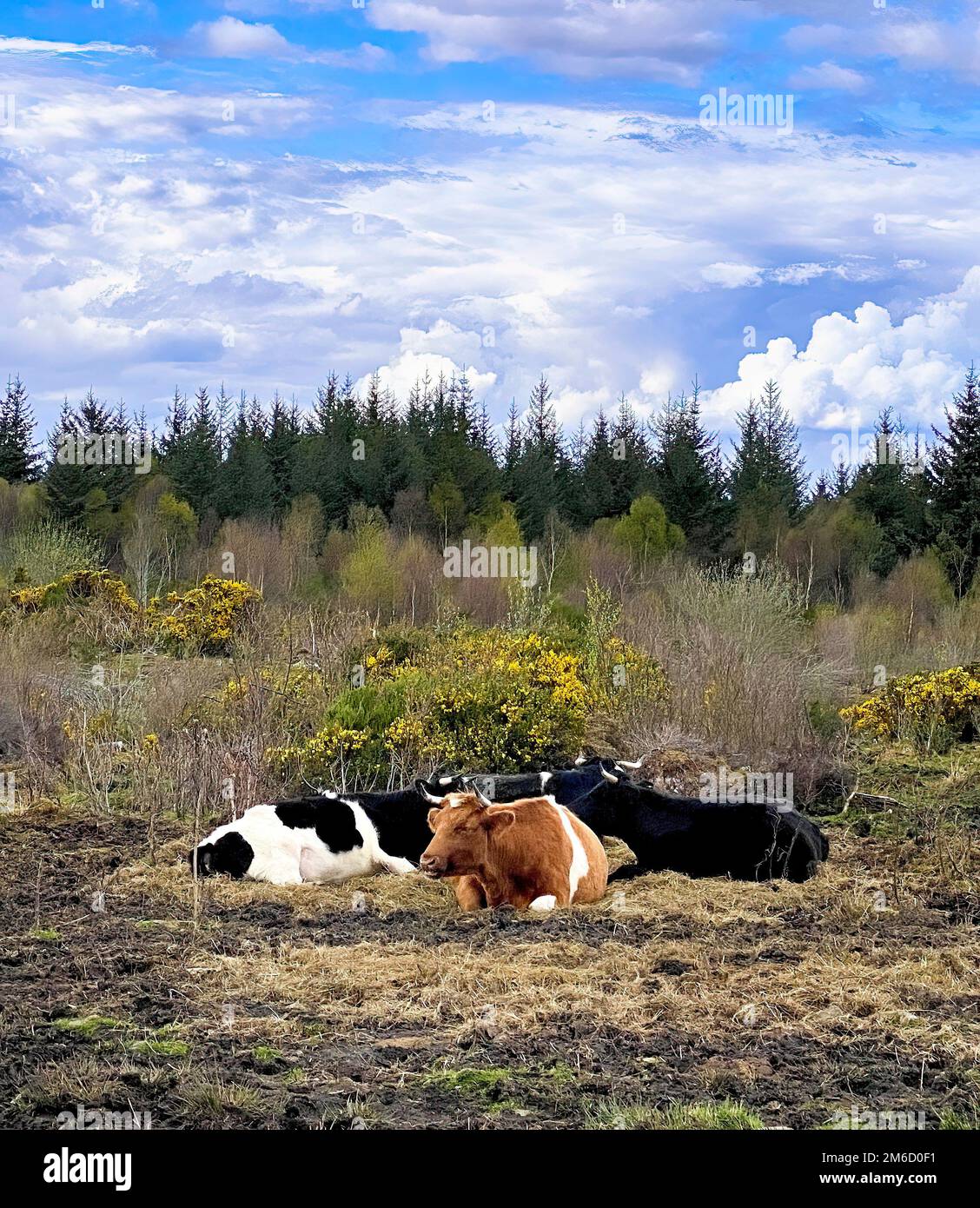 Drei Kühe oder Bullen ruhen am Rande einer Weide. Wald, Gras, blauer Himmel mit Wolken dahinter. Ruhige, ruhige Stimmung. Speicherplatz kopieren. Stockfoto