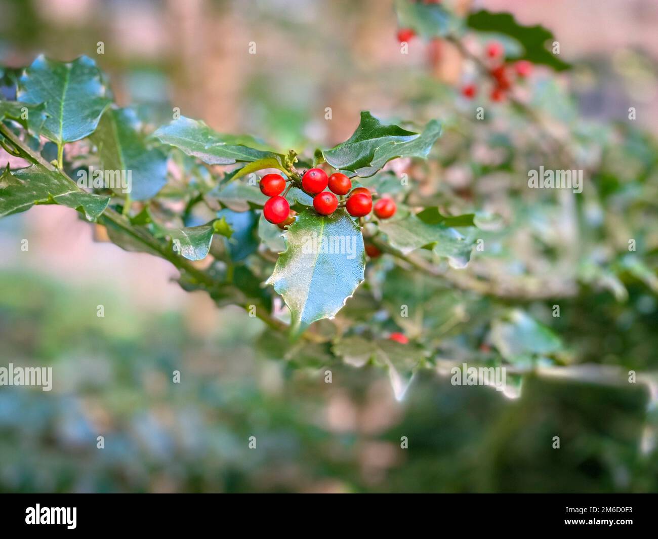 Holly (Ilex) mit kleinen roten Beeren im selektiven Fokus. Wilde Pflanzen inmitten von unperfekten Blättern und weichem Hintergrund. Stockfoto