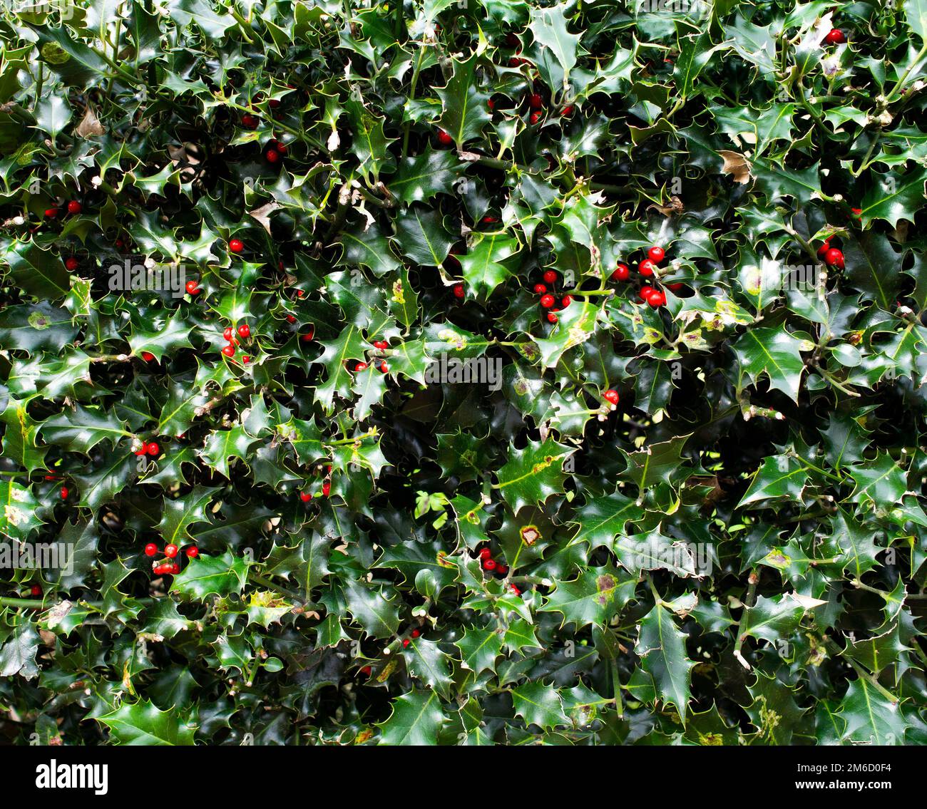Holly (Ilex) – rote Beeren und grüne Blätter, Vollformat mit natürlichen Unvollkommenheiten. Wahrscheinlich English Holly. Als Hintergrund geeignet. Stockfoto