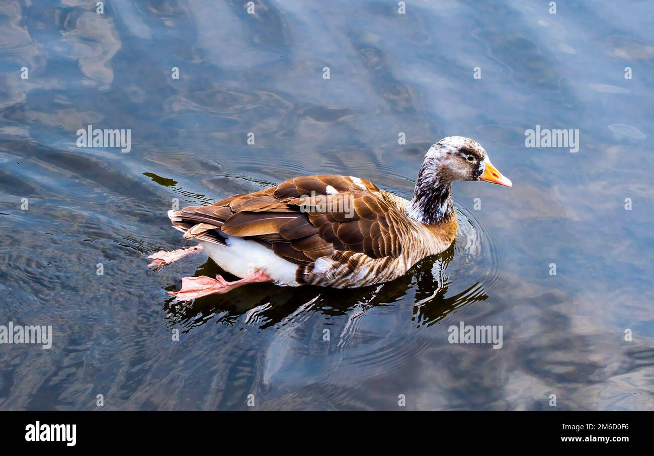 Brauner und weißer Wasservogel mit Orangenschnabel (Graugans?) Schwimmen im seichten Teich im Frühling. Holyrood Park, Edinburgh, Schottland. Stockfoto