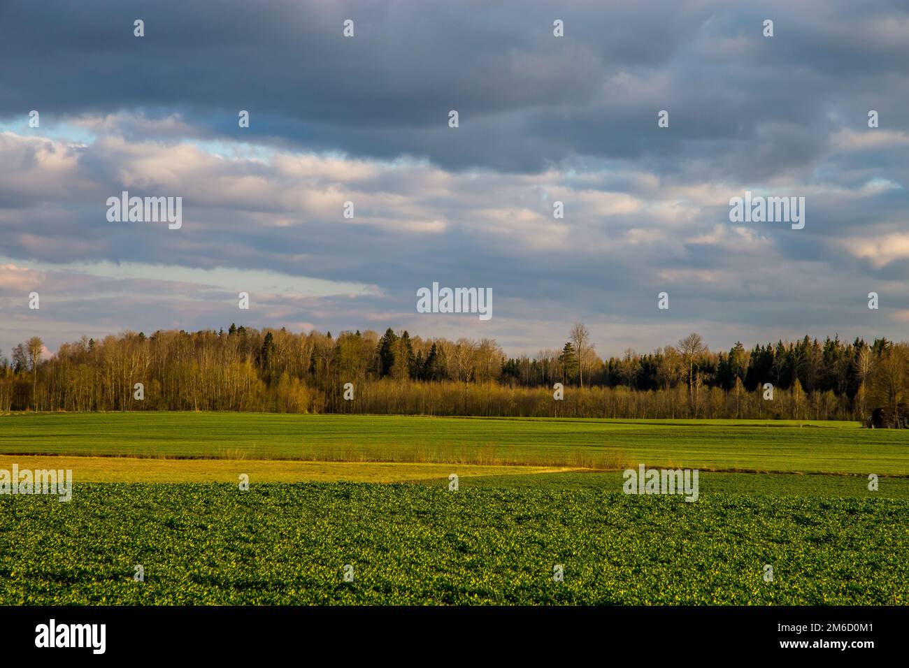 Landschaft mit Getreidefelder, Wald und blauem Himmel Stockfoto