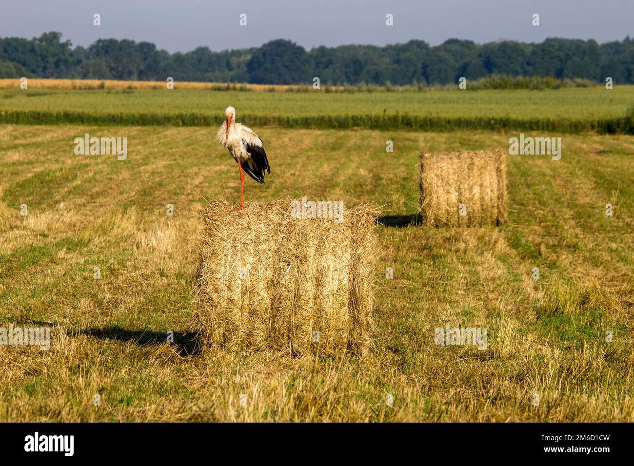 Weißer Storch auf Heuballen in Lettland. Stockfoto