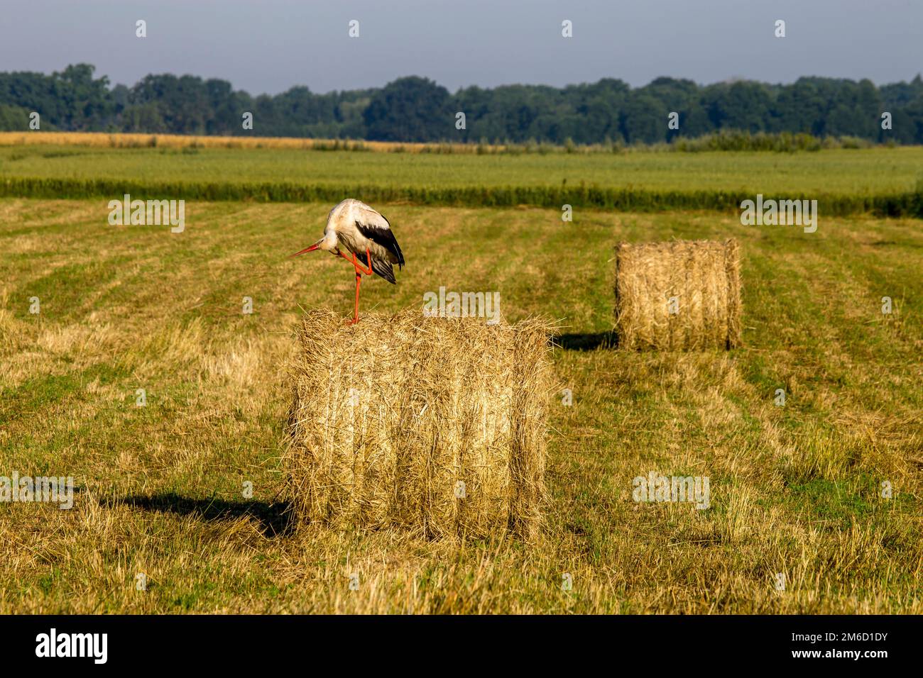 Weißer Storch auf Heuballen in Lettland. Stockfoto
