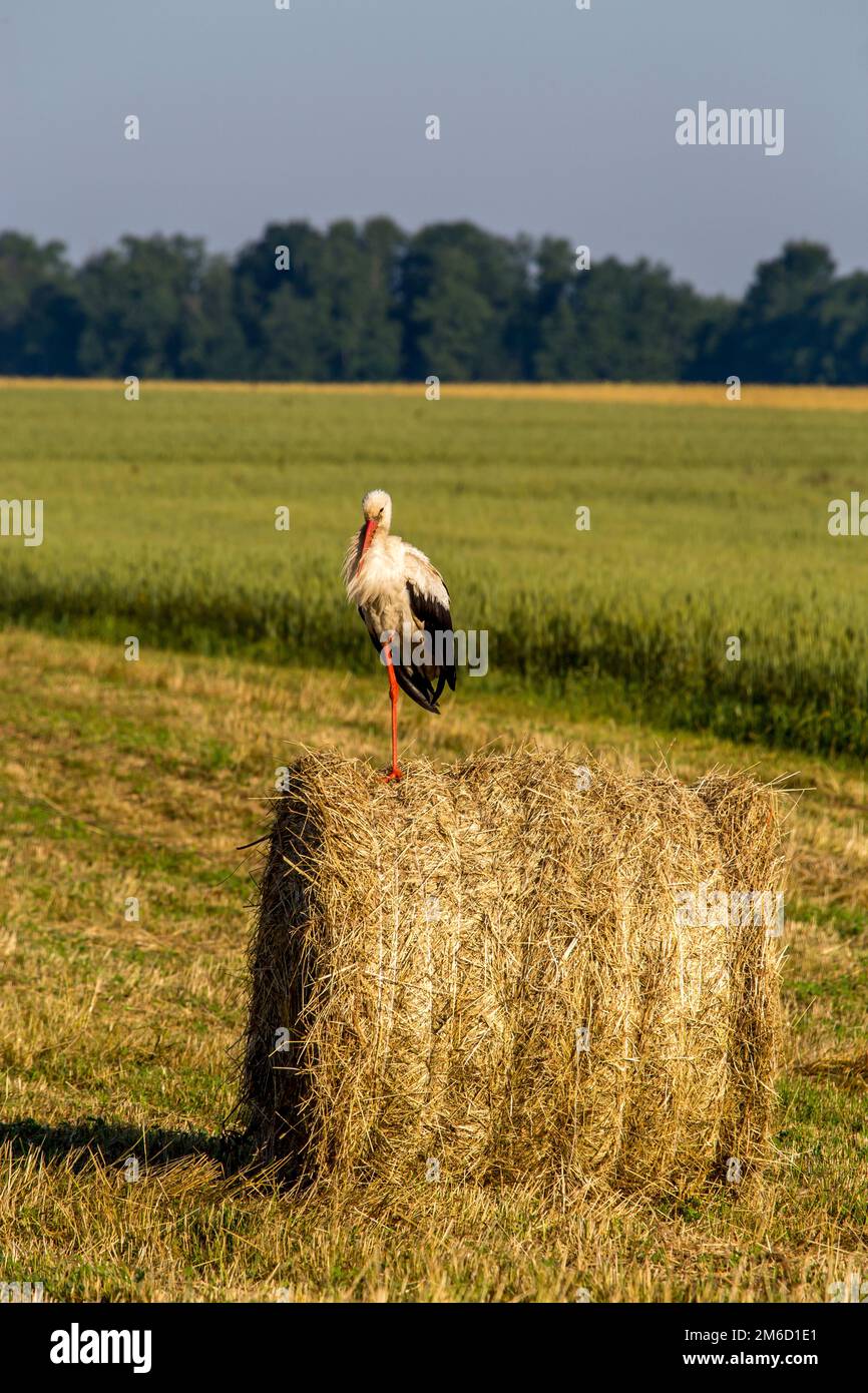 Weißer Storch auf Heuballen in Lettland. Stockfoto