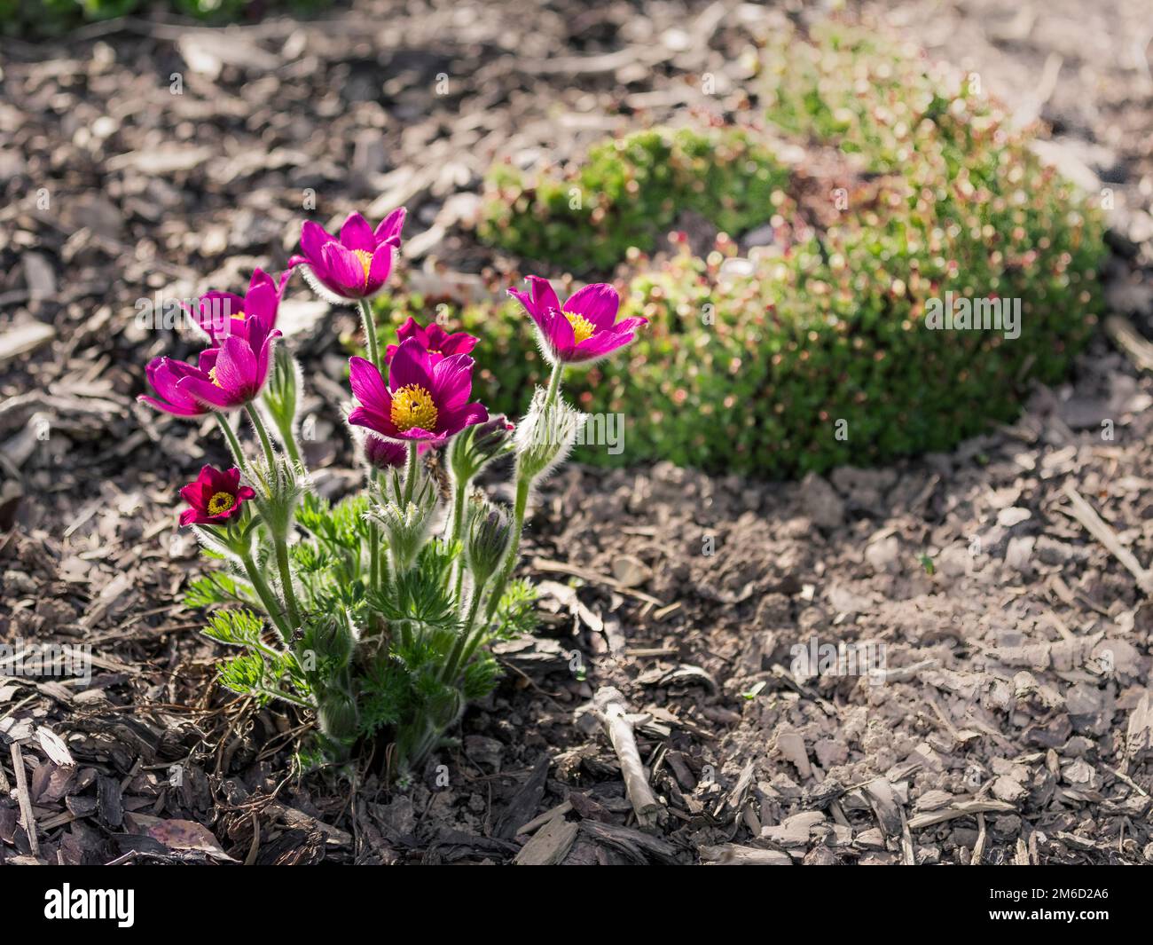 Die Blüte der Pulsatilla vulgaris im Garten Stockfoto