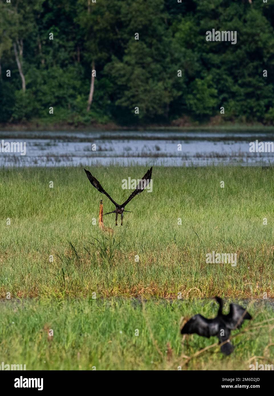 Zu den einzigartigen Feuchtgebieten von Kerala gehören Sumpf- und wassergesäumte Gebiete, riesige Polder, die mit Nebengewässern in Verbindung stehen, sowie Seen und Sümpfe Stockfoto