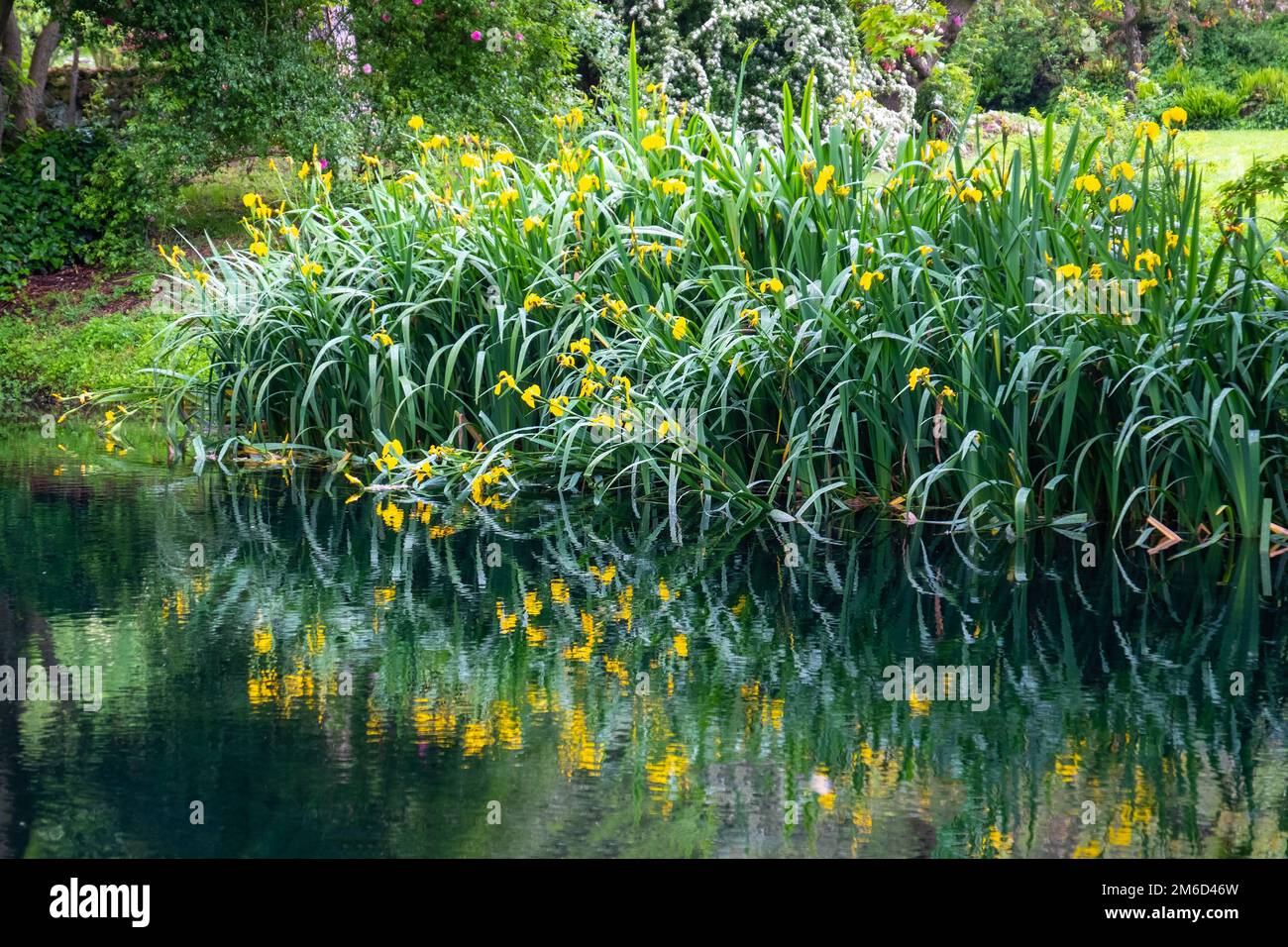 Reflexionen von Gras und Blüten auf dem Wasser am Ufer des impressionistischen Gartenteichs mit horizontalem Hintergrund Stockfoto