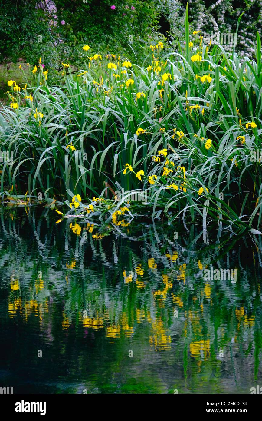 Senkrechte Blumenreflexionen auf dem impressionistischen Gartenteich am Ufer des Flusses Stockfoto