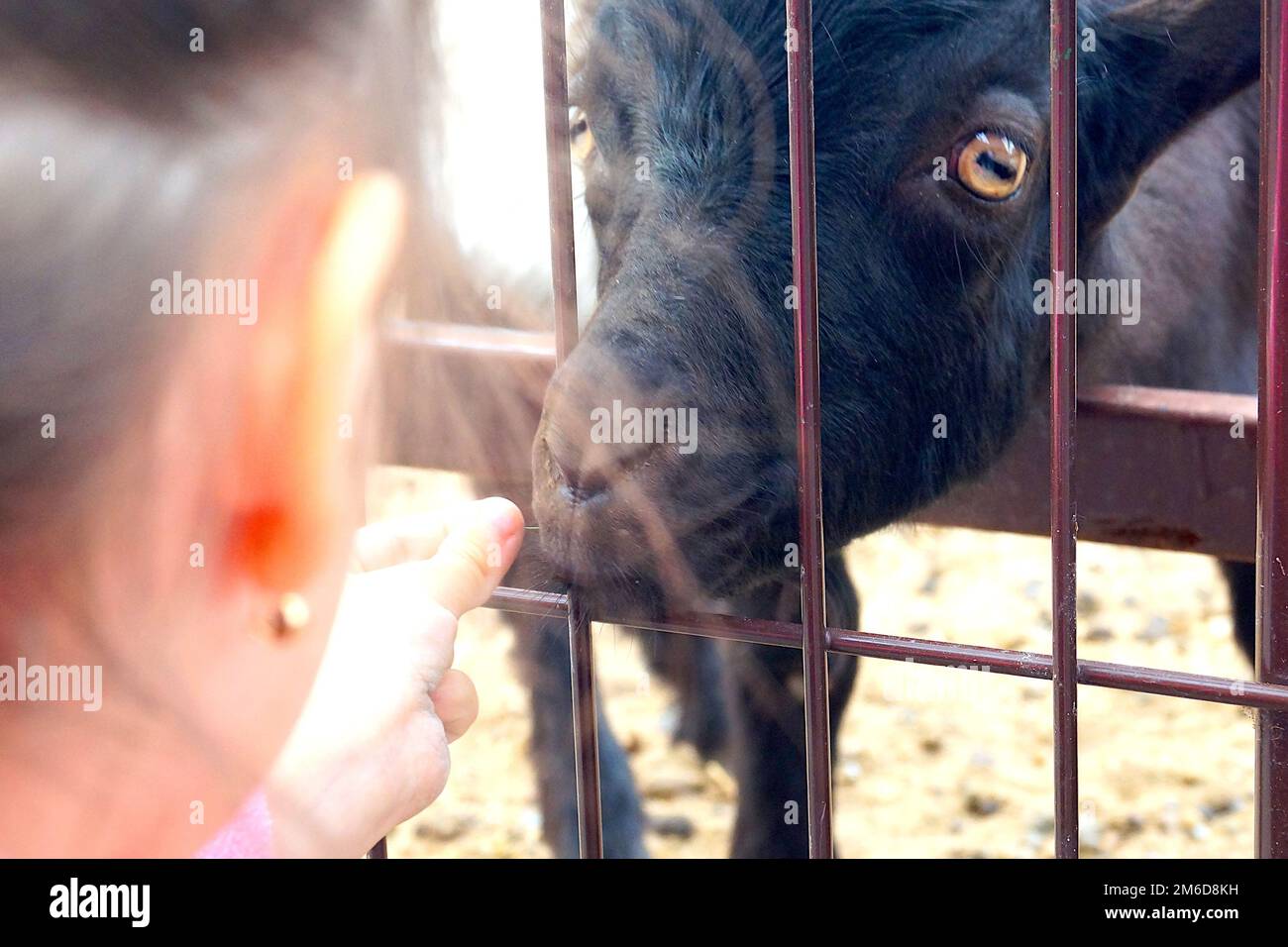 Im Sommer füttern Kinder die Ziege im Zoo durch die Bars. Stockfoto