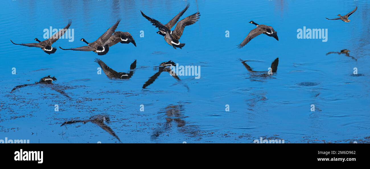 Kanada-Gänse fliegen knapp über einem Teich auf einem Zweig des Grand (Neosho) River in Fort Gibson, Oklahoma. (USA) Stockfoto