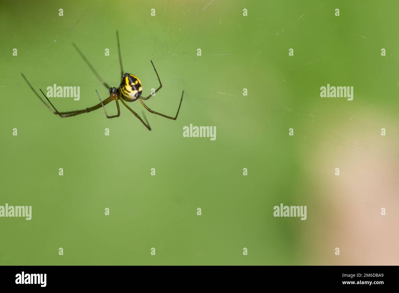 Gelb gestreifte Spinne im Netz Stockfoto