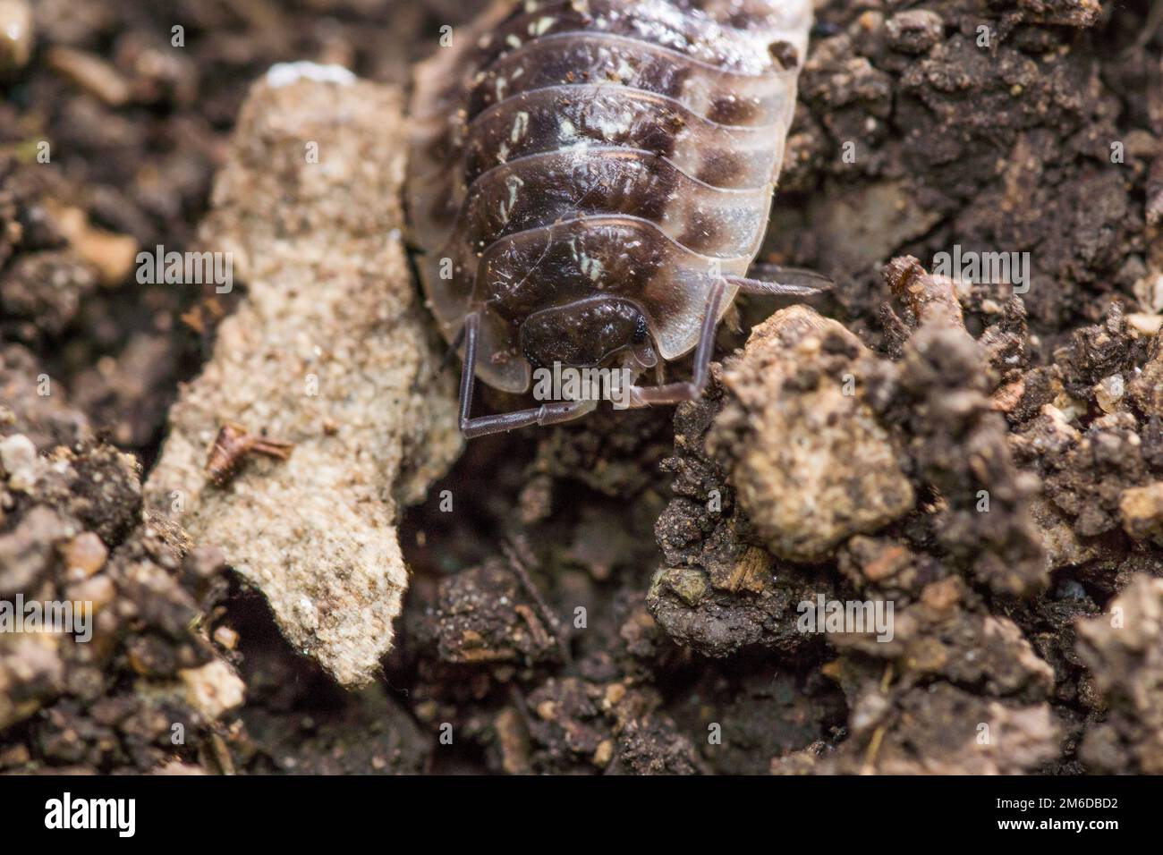 Sau-Bug kriecht in Richtung Kamera Stockfoto