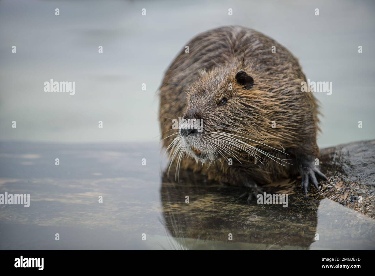 Porträt von Nutria am Wasser Stockfoto