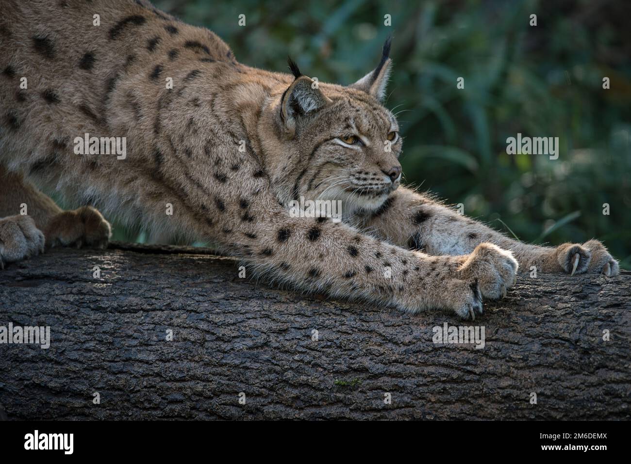 Eurasien Luchs schärft seine Krallen Stockfoto