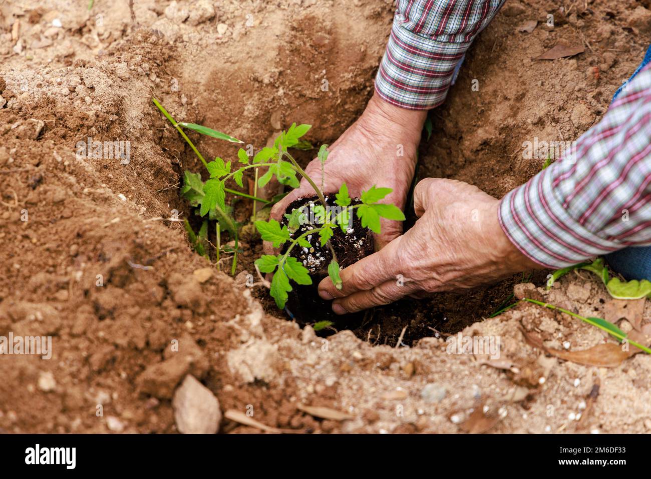 Mit der Hand in den Boden gepflanzte Tomatenkeimlinge. Stockfoto