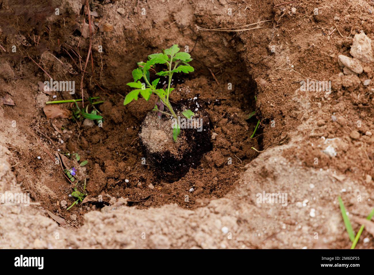 Im Boden wird ein Tomatenkeimling gepflanzt. Stockfoto