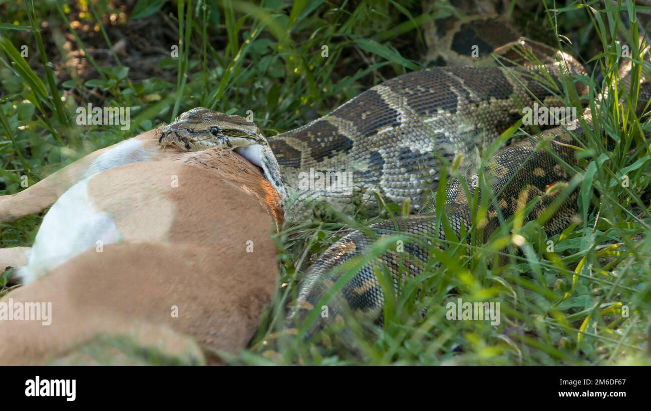 Große südafrikanische Python, die Beute fressen Stockfoto