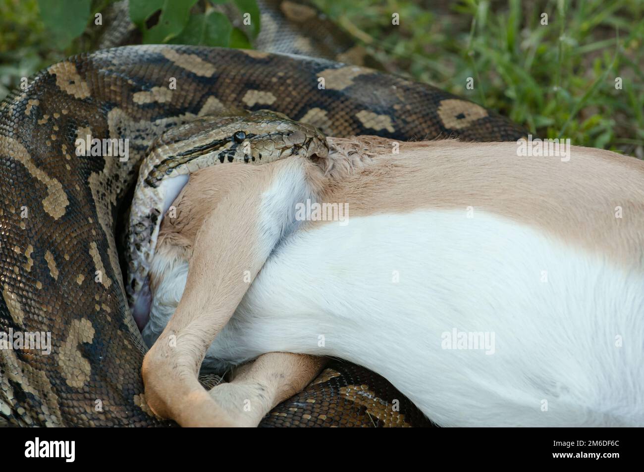 Rock Python Eating Antelope – Nahaufnahme Stockfoto