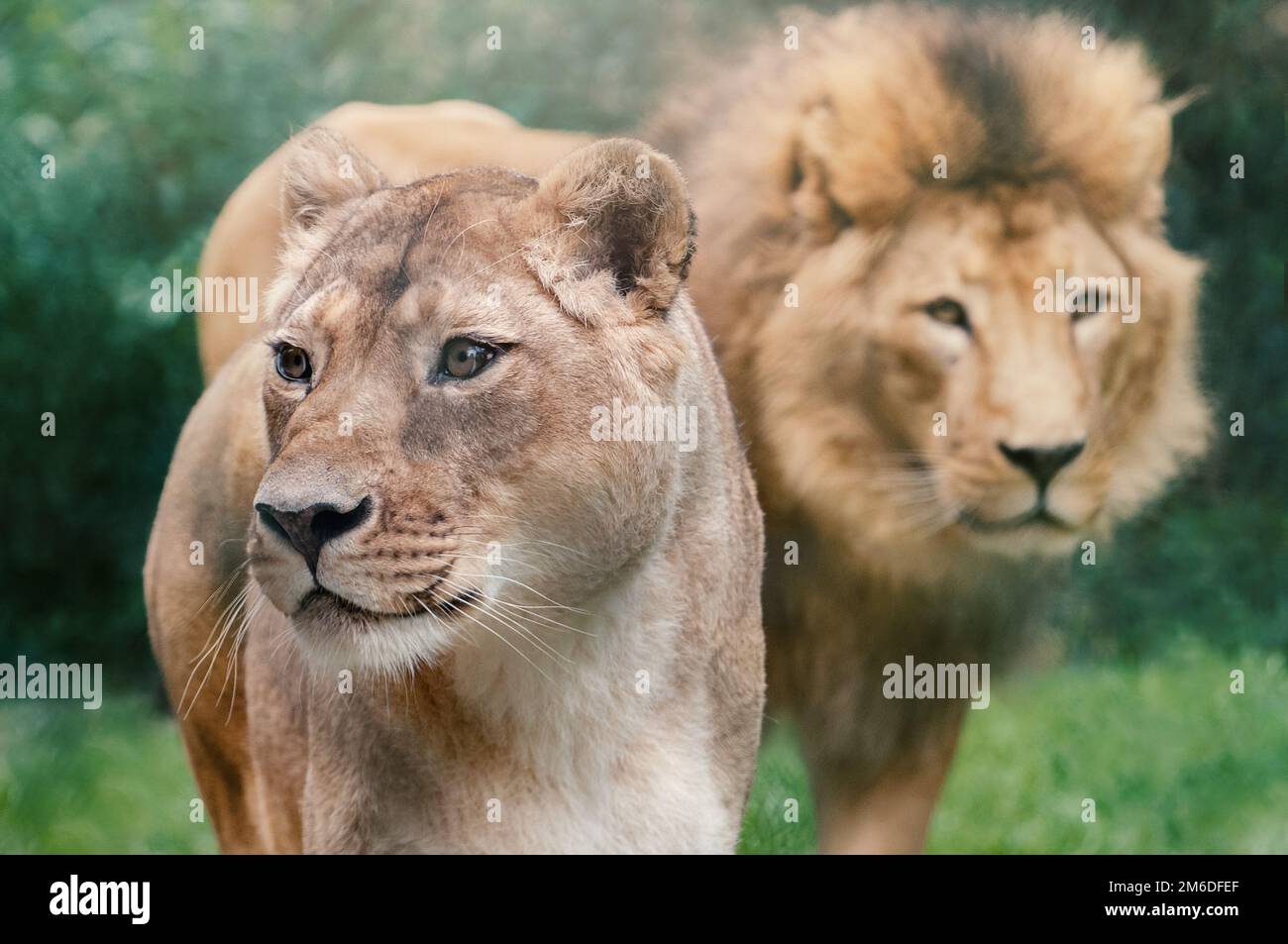Porträt von zwei Löwen, die nach Beute suchen Stockfoto