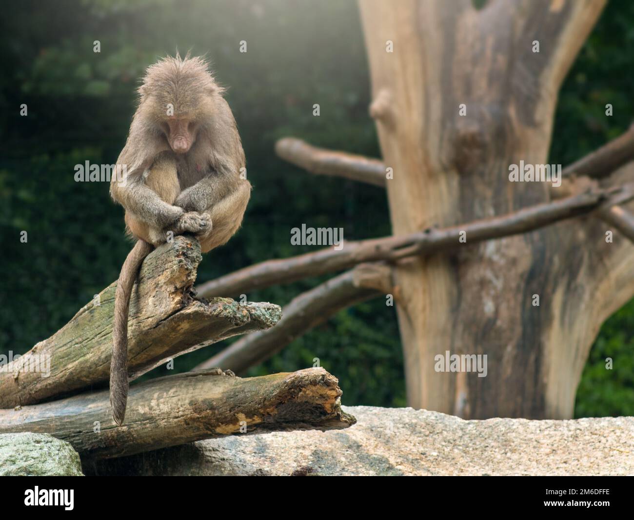 Schlafender Baboon-Affe, der im Regen sitzt Stockfoto