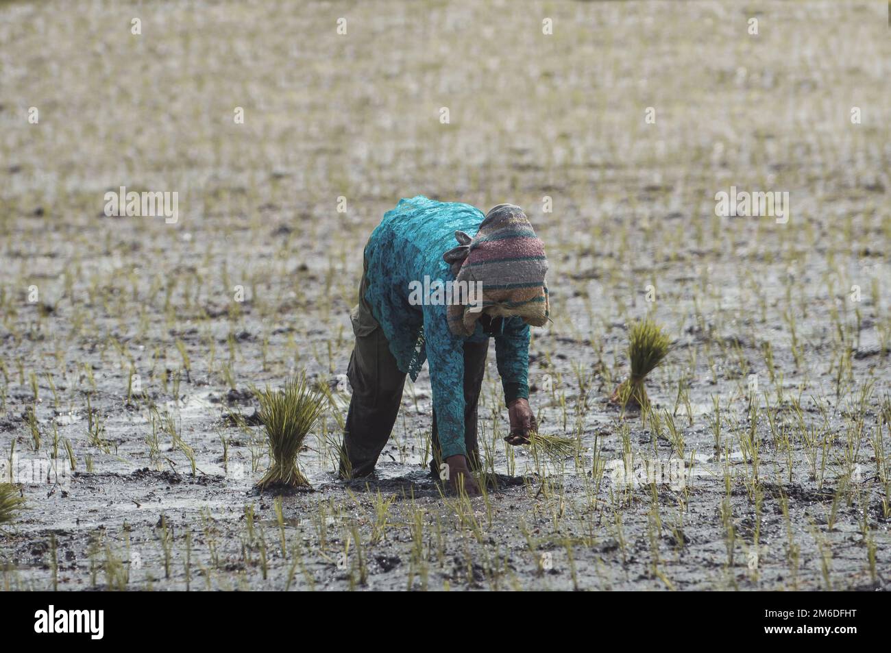 Arbeiter, der Reis in Indonesien anpflanzt Stockfoto