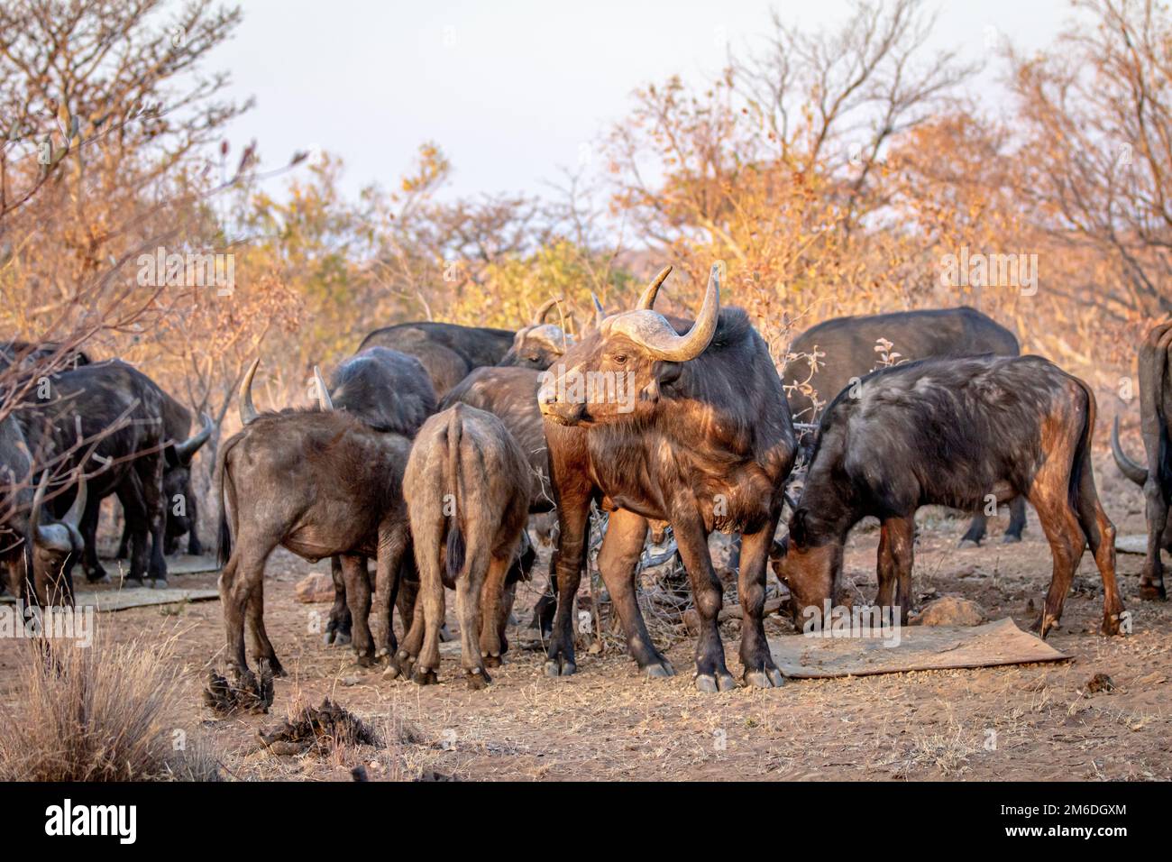 Großer afrikanischer Büffel in der Mitte einer Herde. Stockfoto