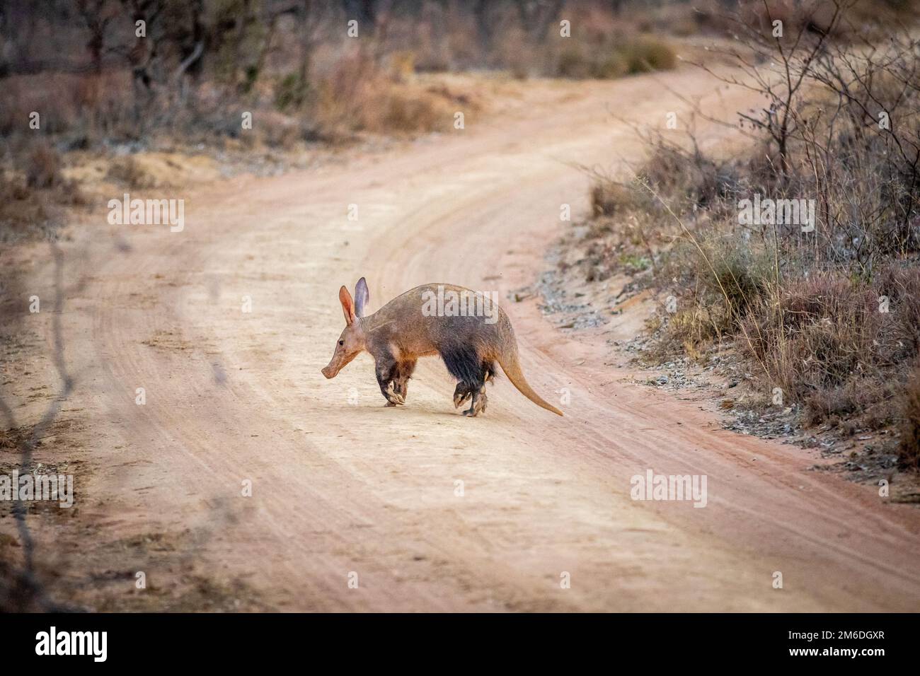 Aardvark überquert eine Buschstraße. Stockfoto
