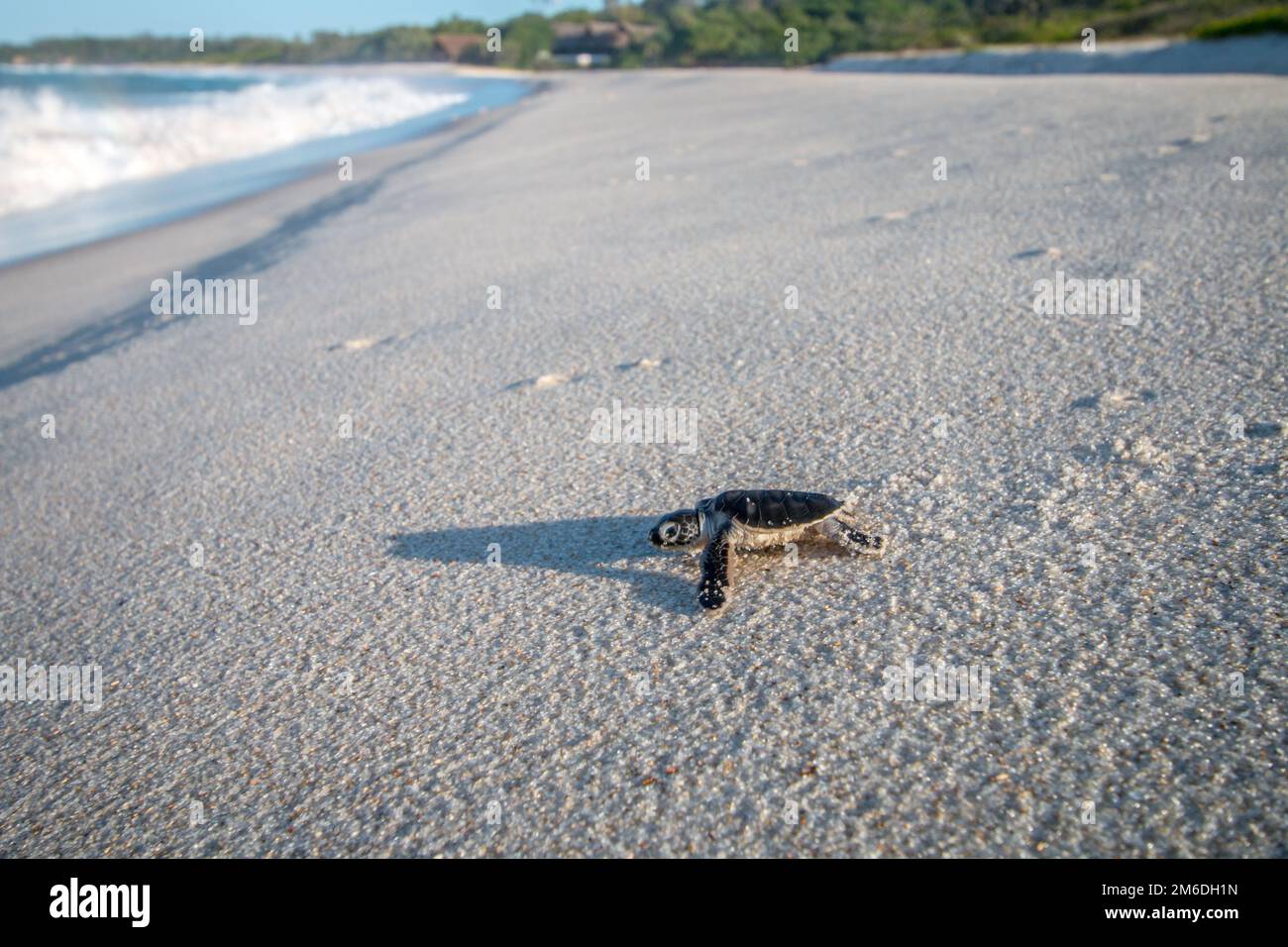 Grüne Meeresschildkröten, die am Strand schlüpfen. Stockfoto