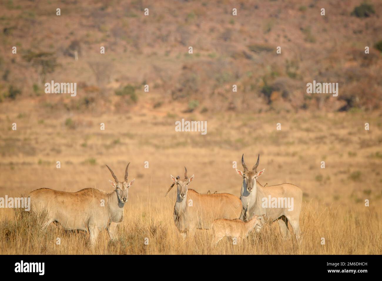 Herde von Eland im hohen Gras. Stockfoto