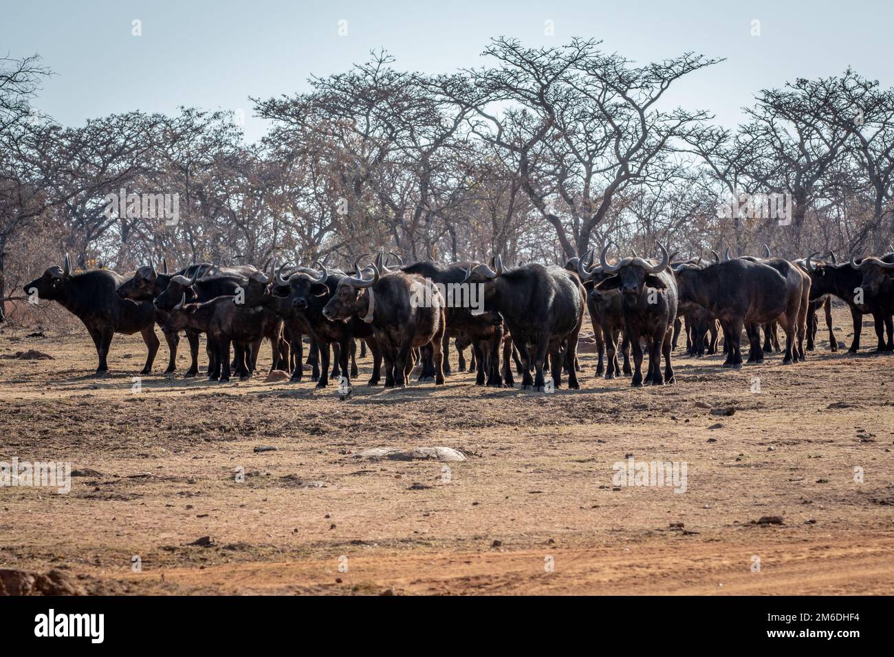 Eine große Herde afrikanischer Büffel auf einer offenen Ebene. Stockfoto