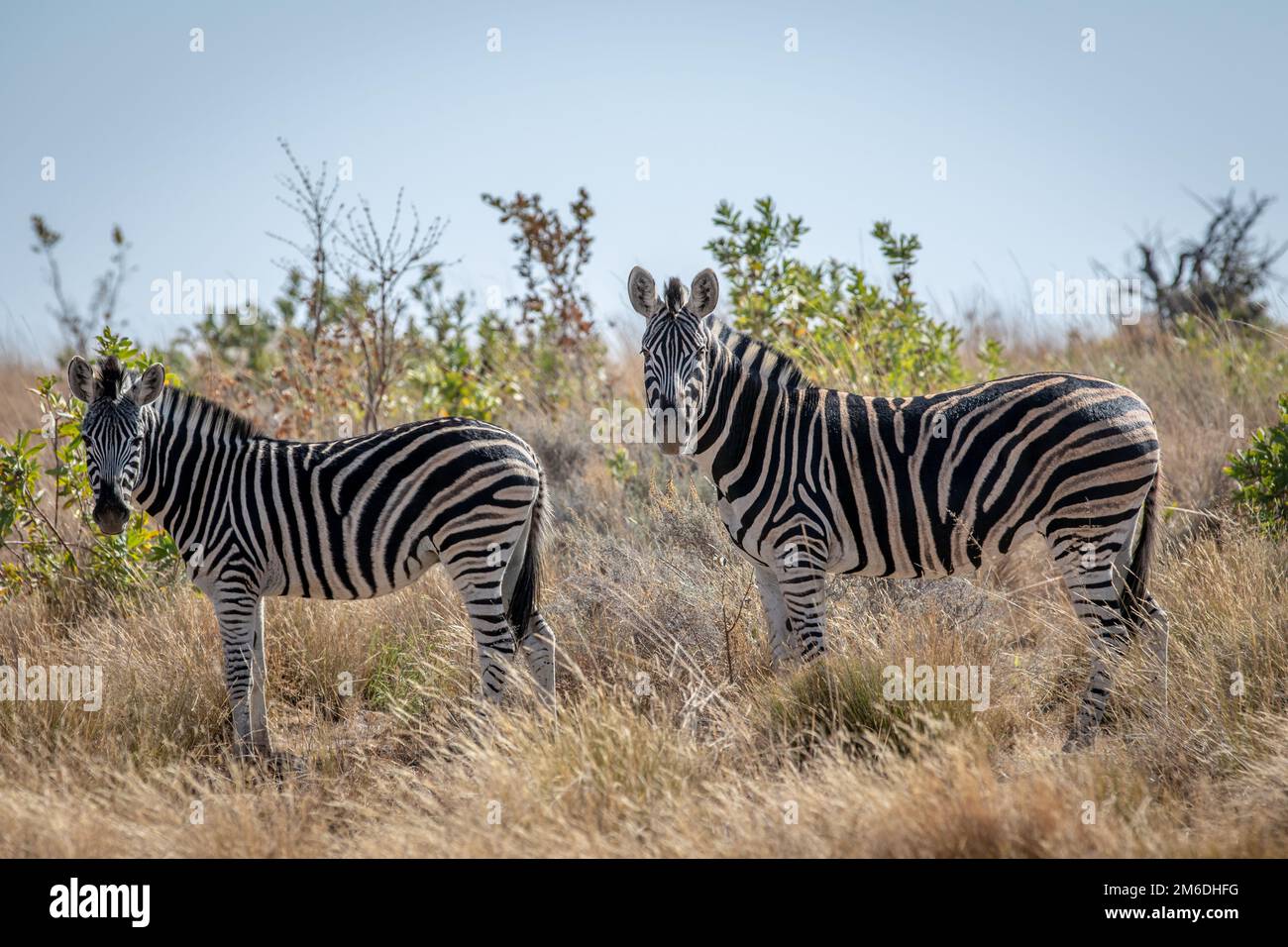Zebras stehen im hohen Gras. Stockfoto
