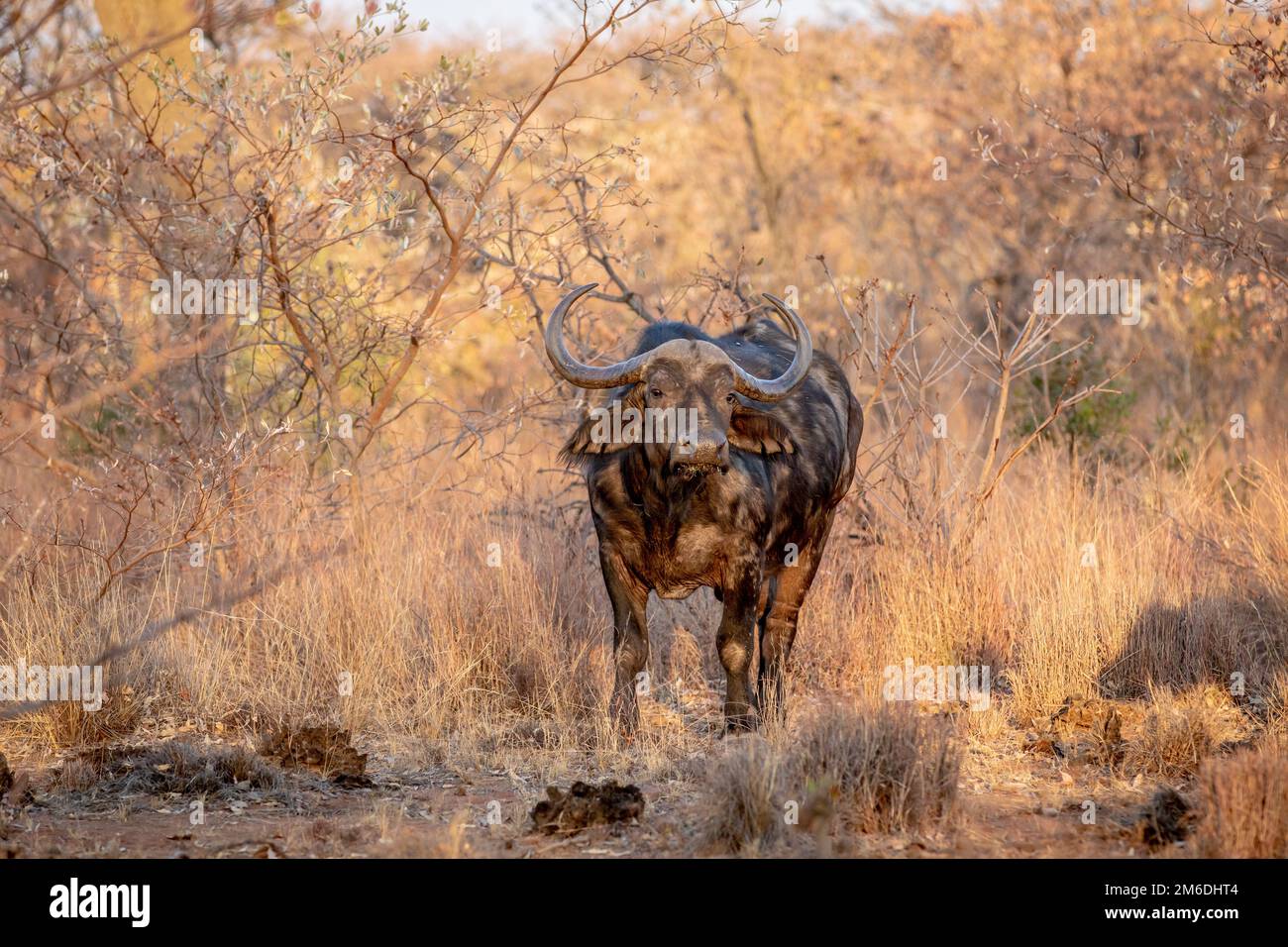 Afrikanische Büffel in den Hauptrollen in die Kamera. Stockfoto