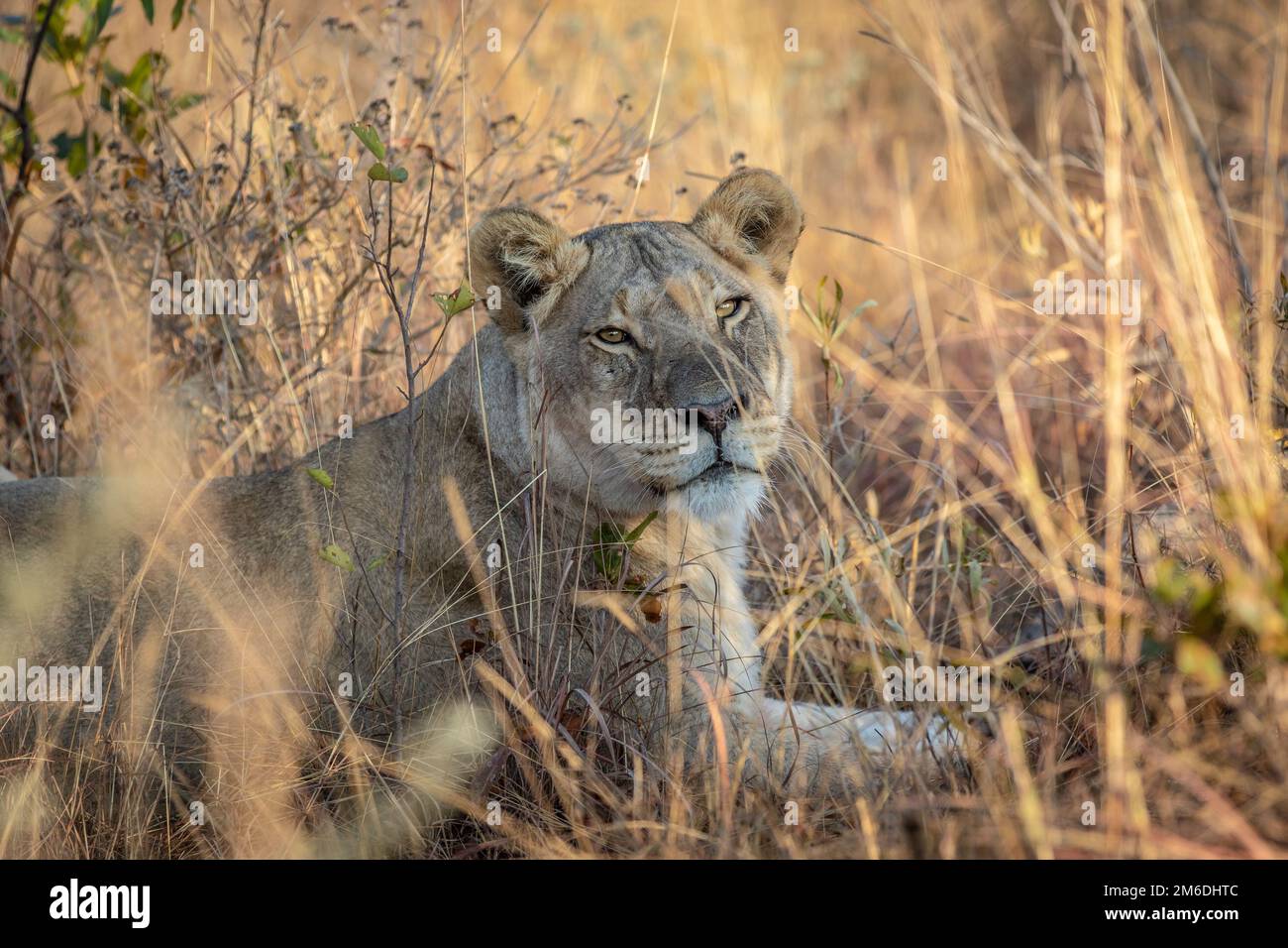 Löwin lag im Gras im Busch. Stockfoto
