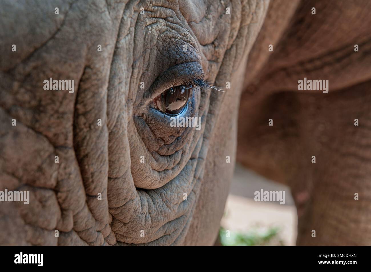Schwarzes Nashorn-Auge mit Falten Stockfoto