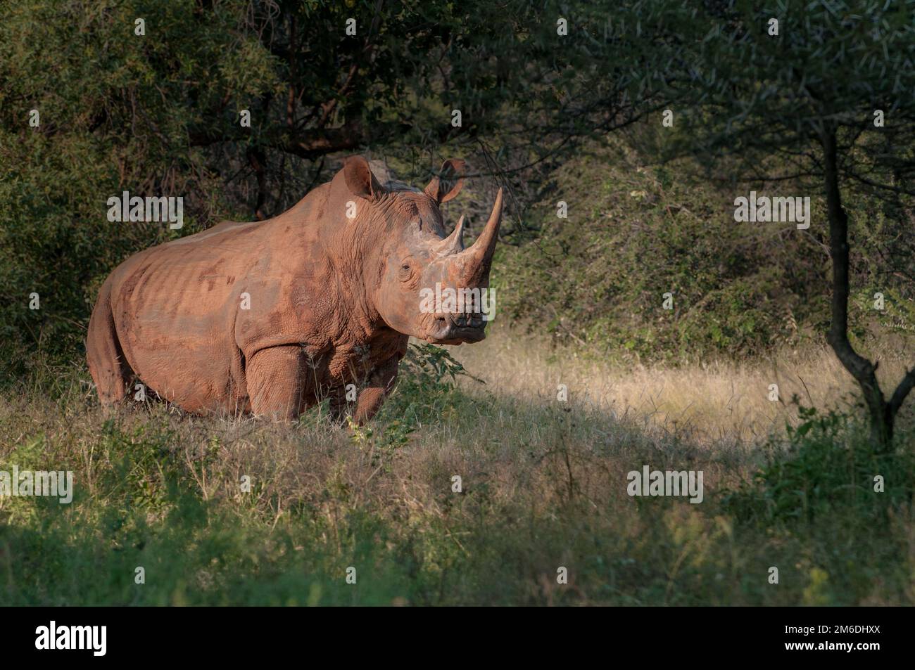 Weißes Nashorn in Südafrika stehen im Sonnenuntergang Stockfoto