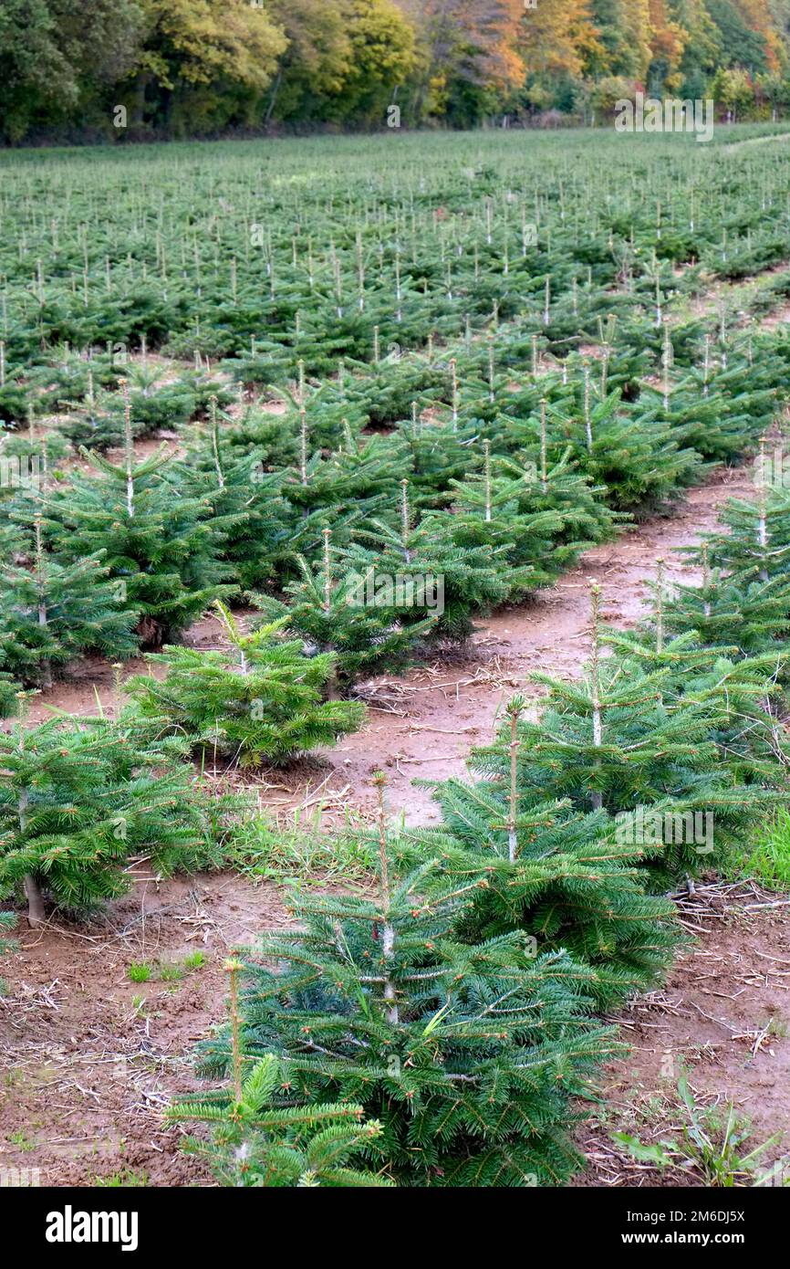 Weihnachtsbaum, weihnachtsbaumplantage Stockfoto