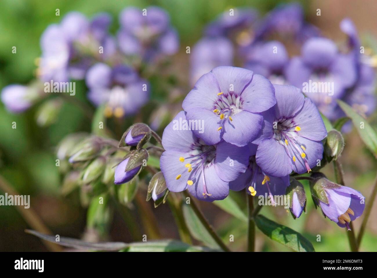 Nahaufnahme der Blüte von Polemonium caeruleum Stockfoto