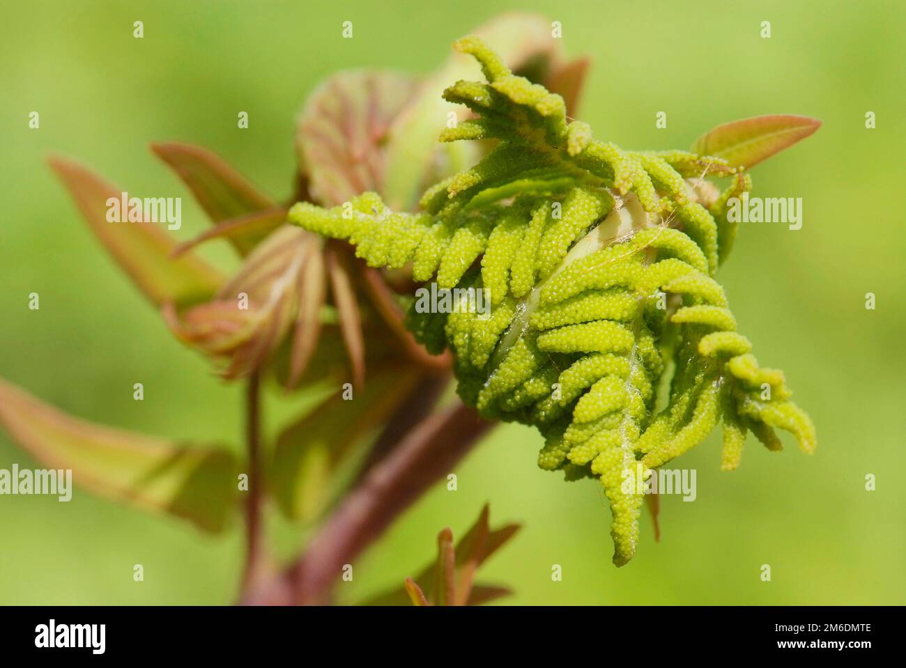 Nahaufnahme des jungen Blattes des Farns Osmunda regalis Stockfoto