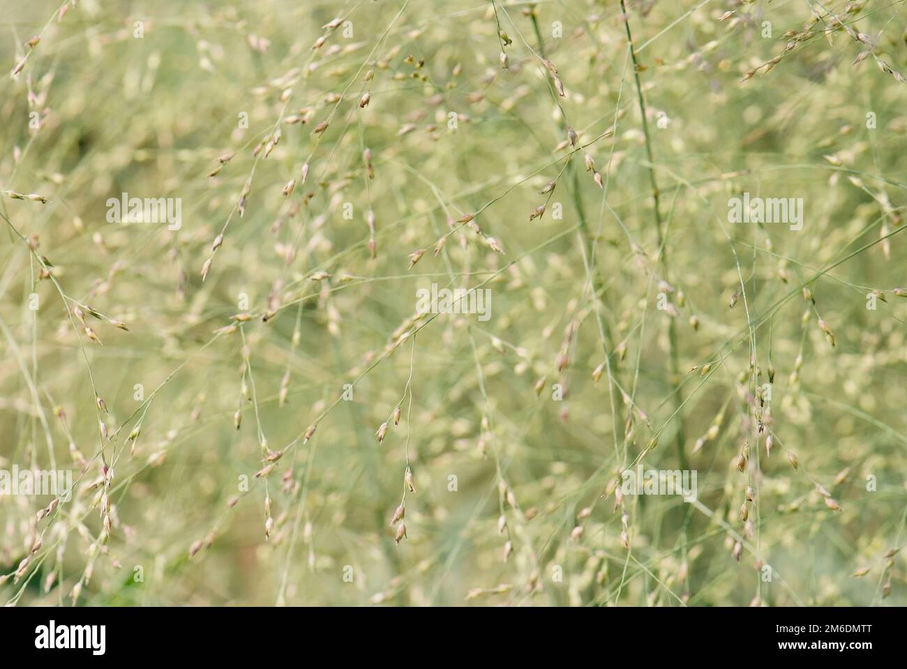 Textur der Blätter und Stämme von Gräsern Stockfoto