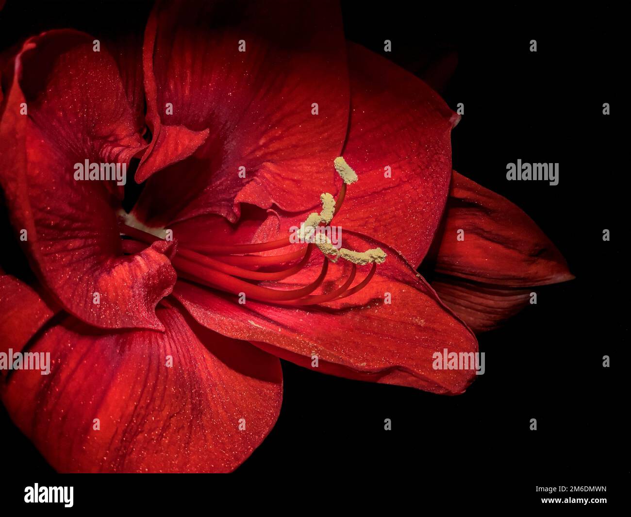 Nahaufnahme der roten Amaryllis-Blume Stockfoto