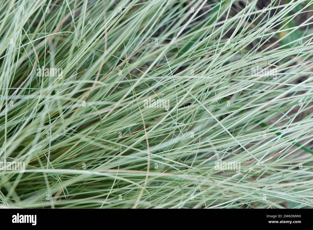 Textur der Blätter und Stämme von Gräsern Stockfoto