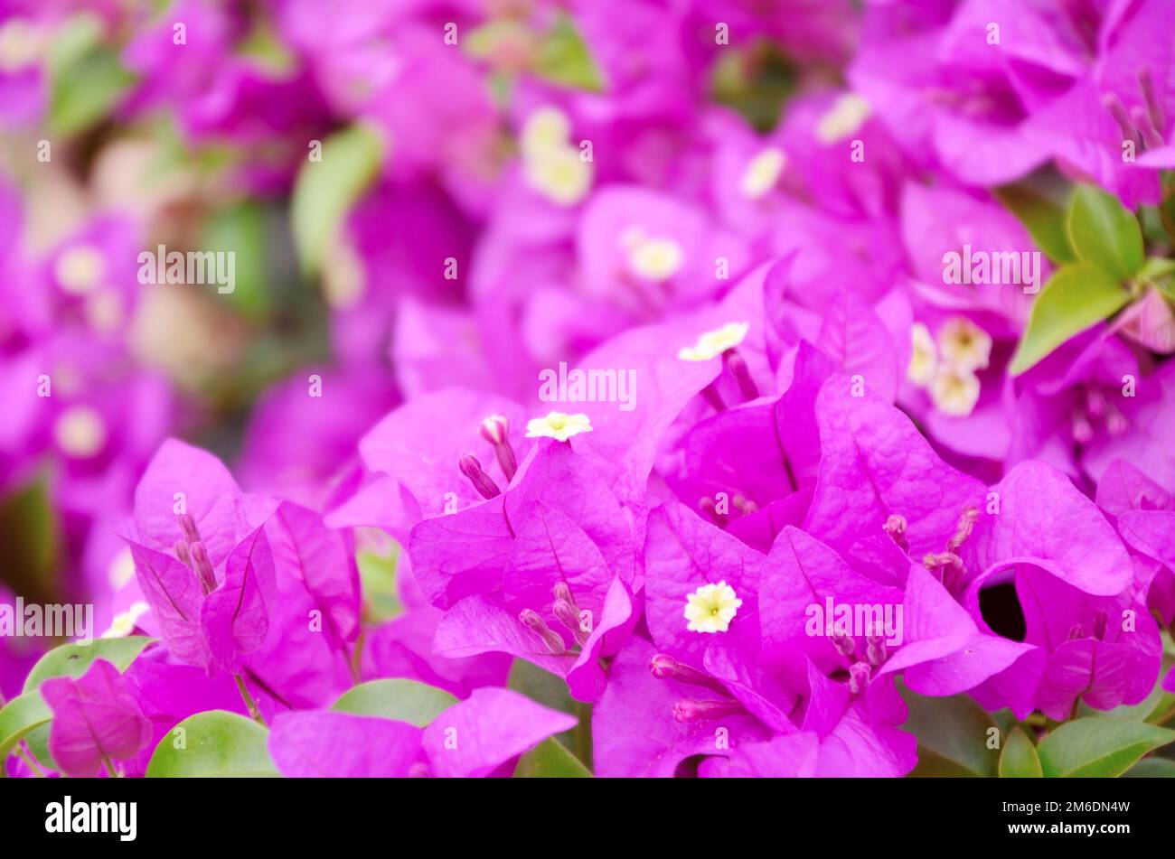 Nahaufnahme blühender Bougainvillea in Thailand Stockfoto