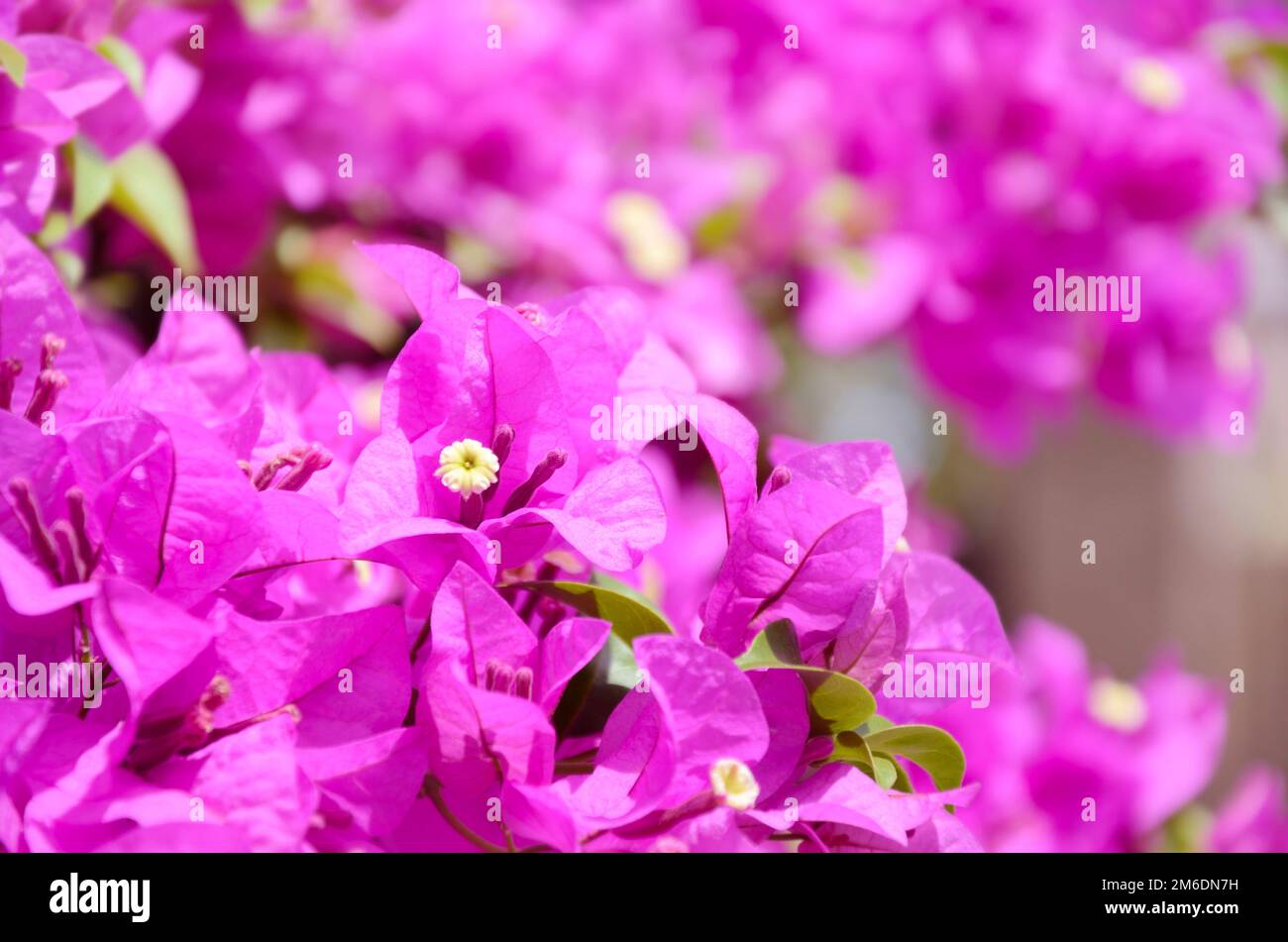 Nahaufnahme blühender Bougainvillea in Thailand Stockfoto