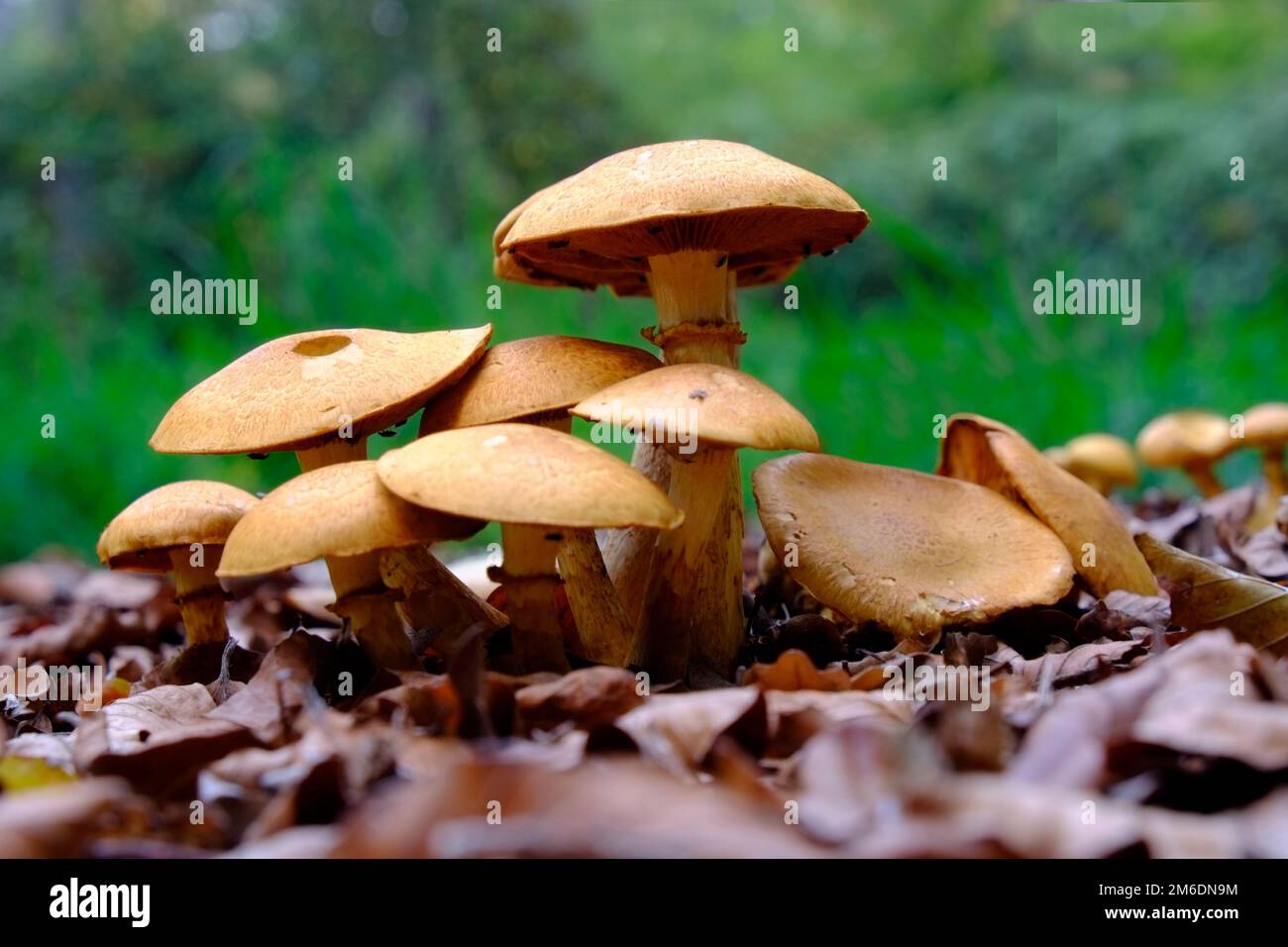 Halluzinogene Pilze, spektakuläres Rostgill Stockfoto