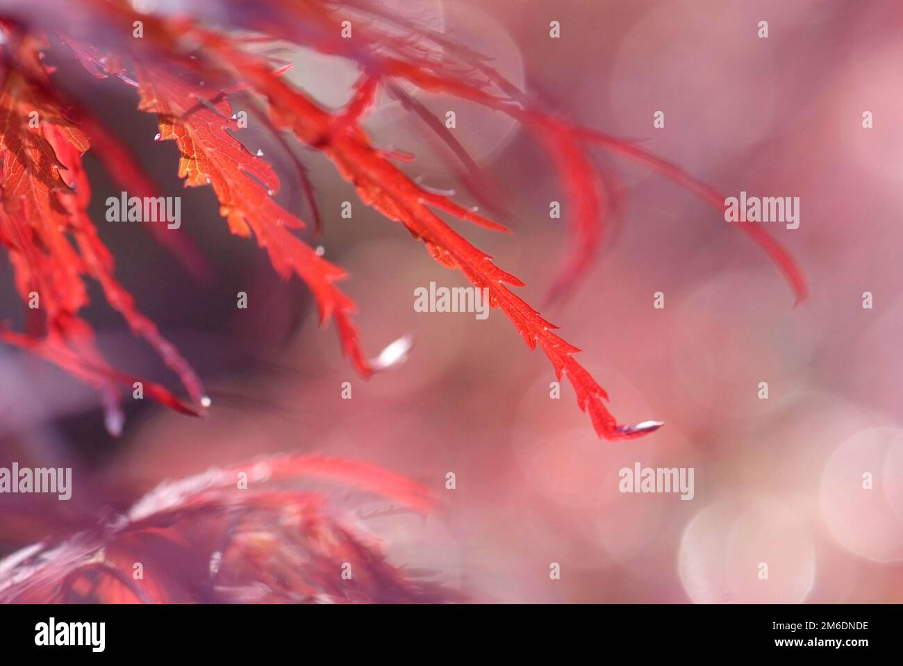 Schließen Sie junge rote Blätter von Ahorn Acer palmatum Stockfoto