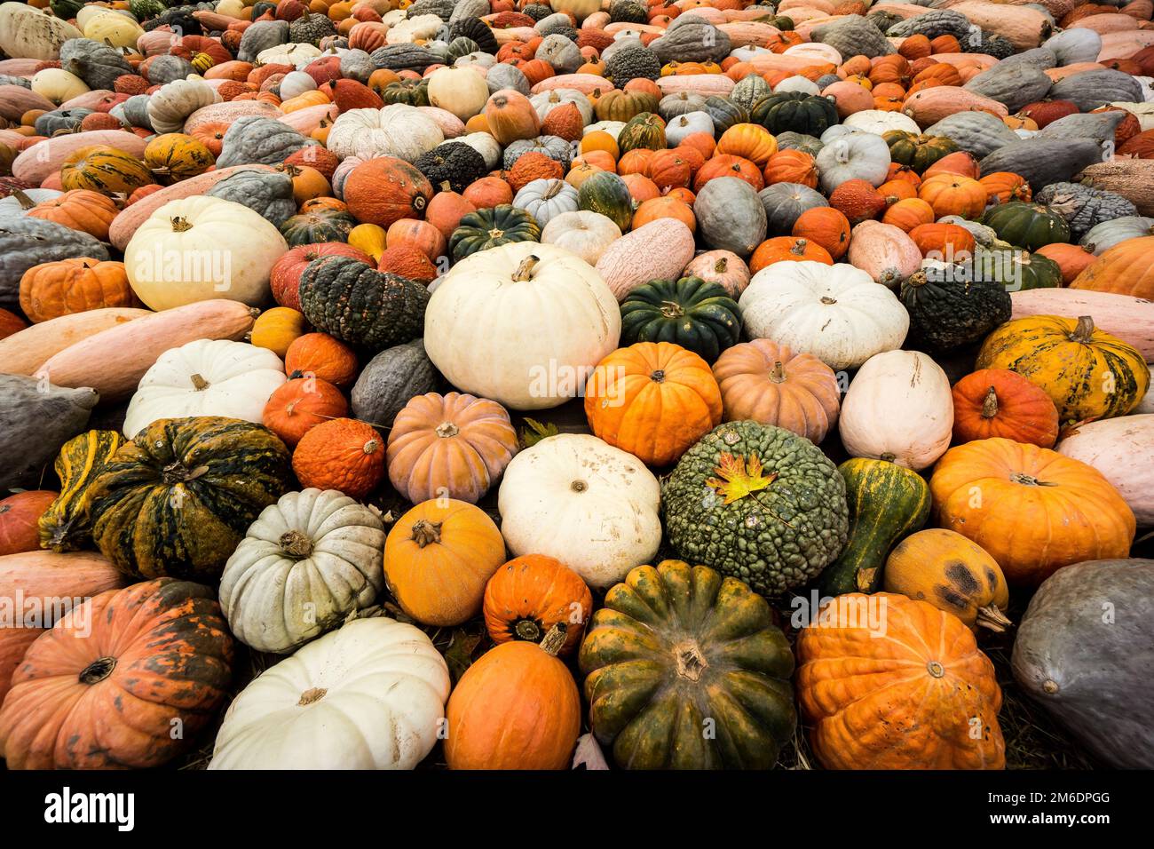 Halloween-Kürbis-Veranstaltung in Deutschland Stockfoto